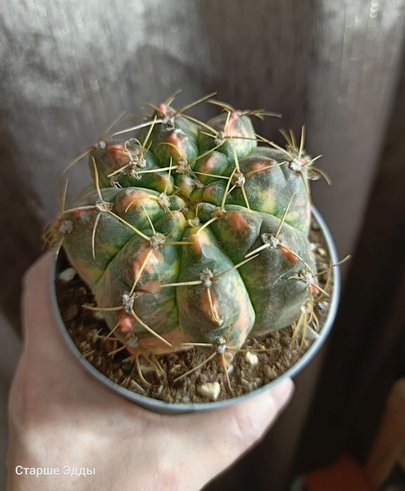 Продам комнатные растения