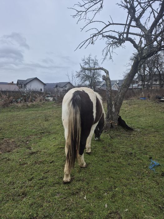 Vând cârlană semigrea