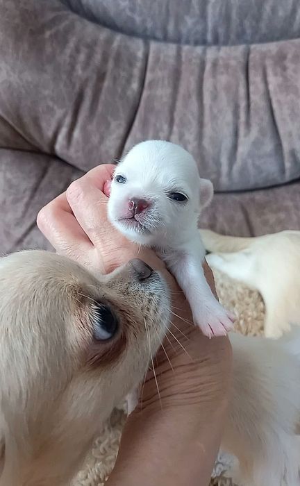 Щенки чихуахуа для резервирования.