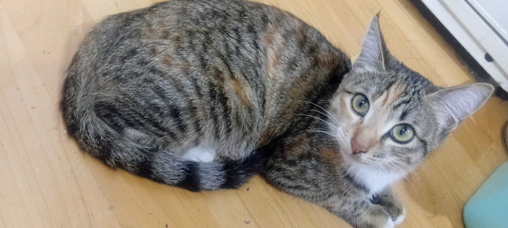 Отдам котенка девочку в добрые руки (от кошки крысоловки)