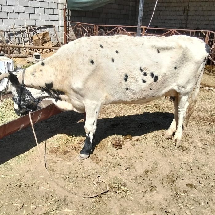 Сатылатын бұзылуы сиыр бар