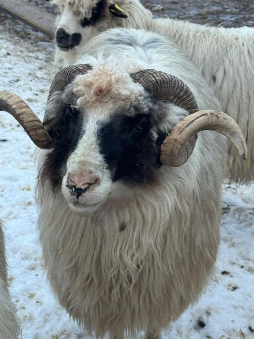 Vand doi berbeci vand doi berbeci