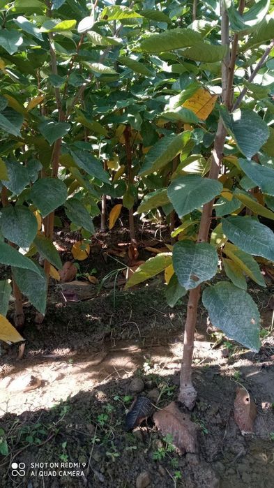 Mevali kuchatlar ishonchli va sifatli sertifkatlashtirilgan