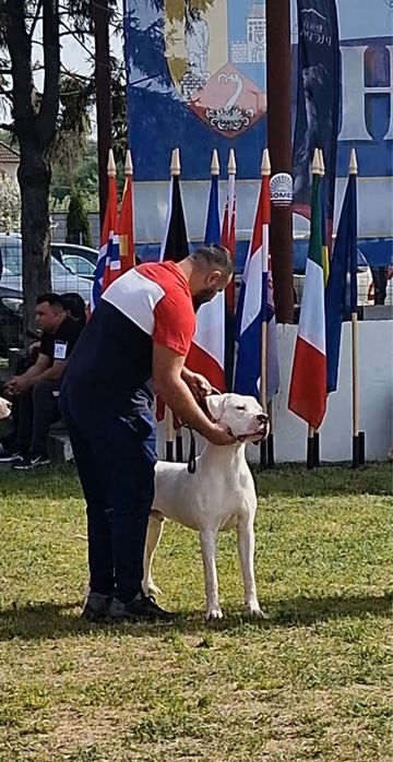 Dog argentinian cu pedigree