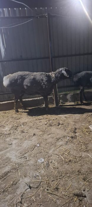 Қошқар сатамын байланған.