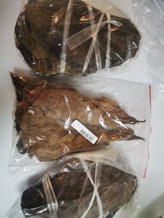 Frunze de katappa -pentru  paraziți intestinali