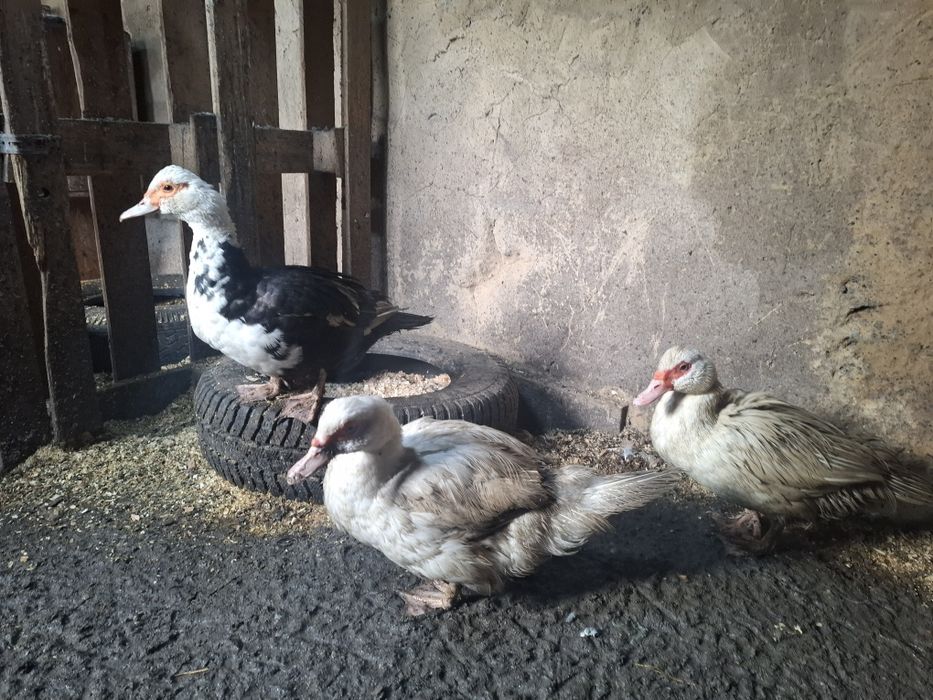 Продам индоуток белые и цветные