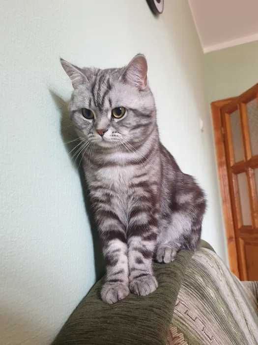 Котик британец 1 год