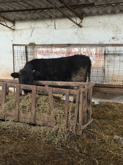 de vanzare o vitea si un tauras!!