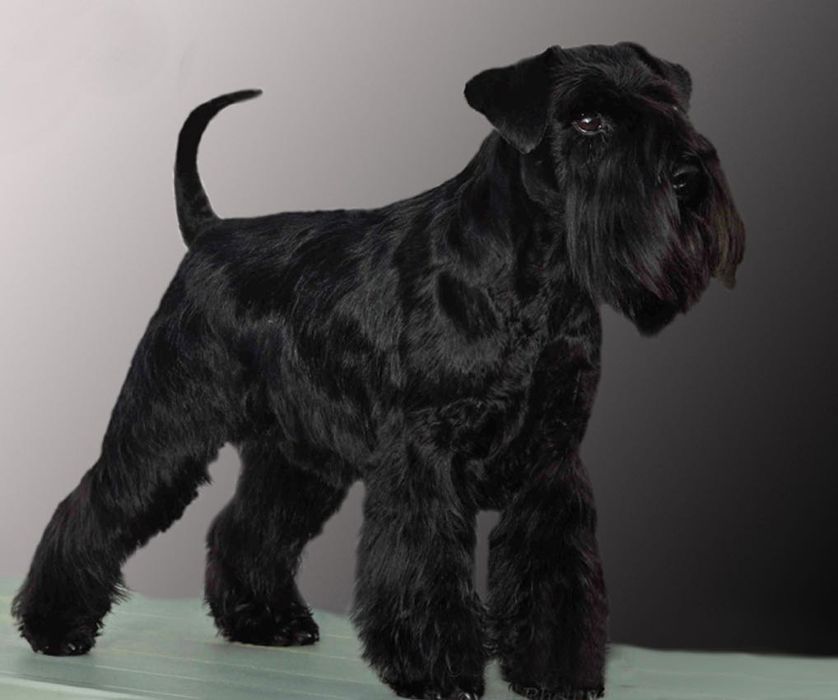 Малки цвергшнауцери търсят своя дом