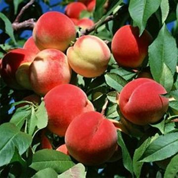 Pomi Fructiferi  deosebiti  nectarin sanguine d Auvergne"