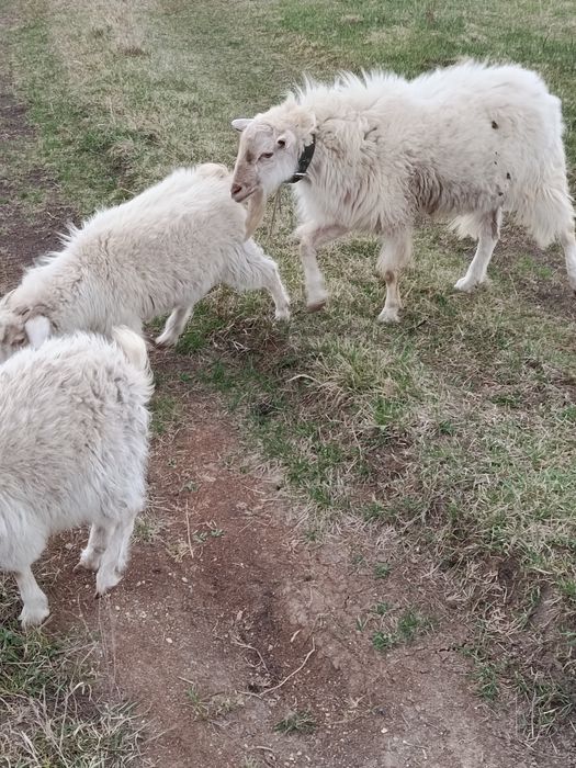 Продам двух коз и козла