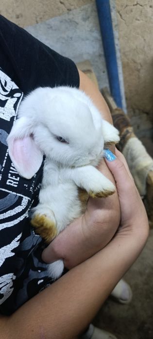 Кролики декоративные, вислоухие