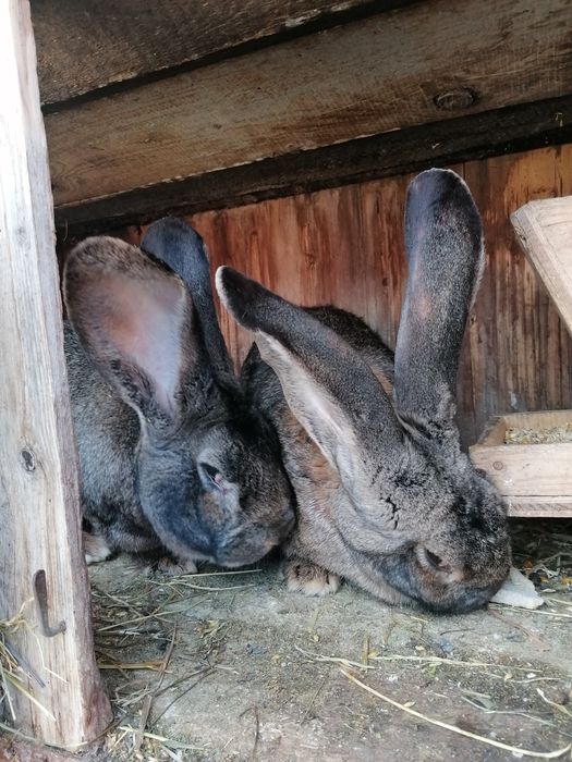 Berbec german și UG