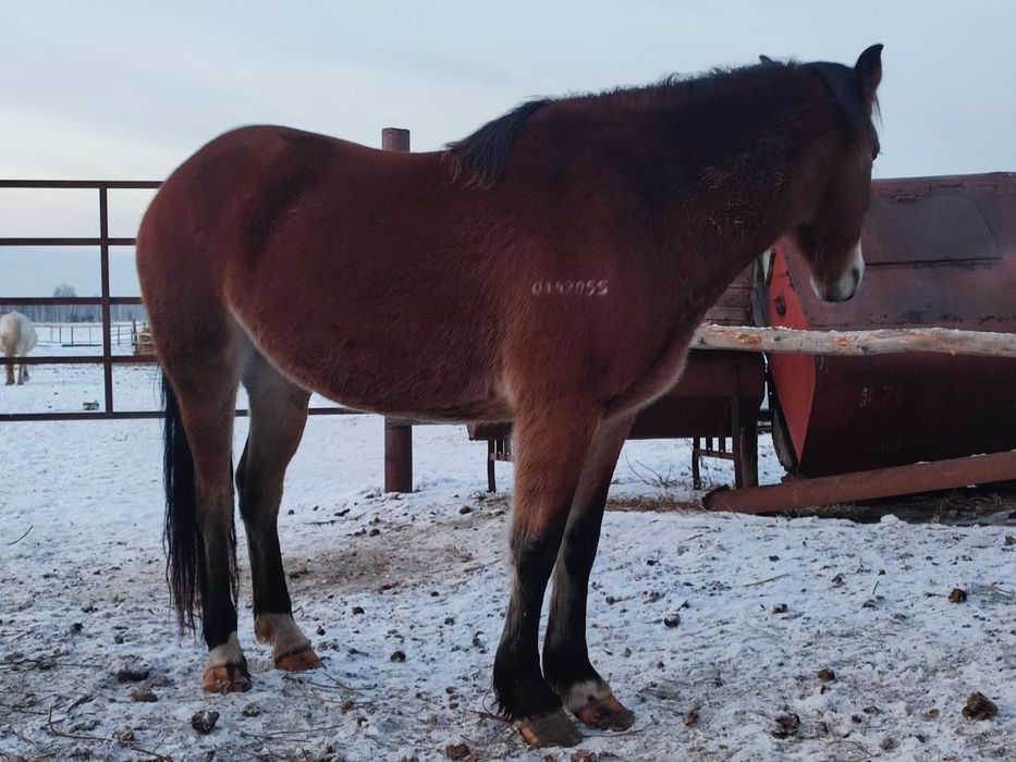 Продам двух кабыл