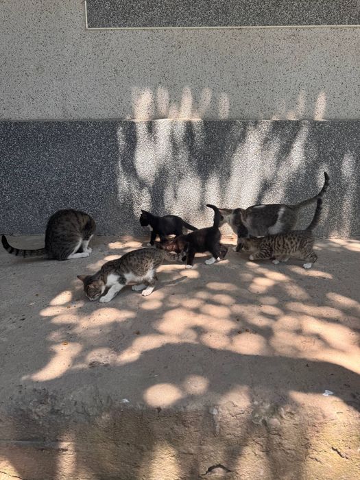 Mushukchalar sovg‘a qilinadi!