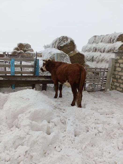 Продаётся скот, бык.