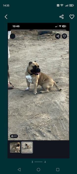 Американский Булли