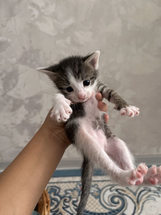 Котята домашние