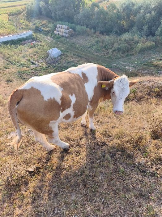Jurincă de vaca gestanta