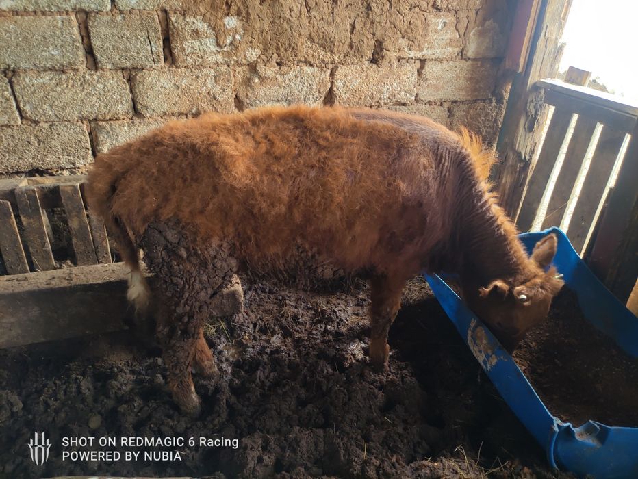 Продам тёлку молодая