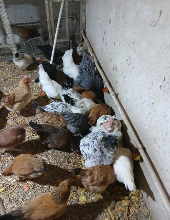 Домашние     куры