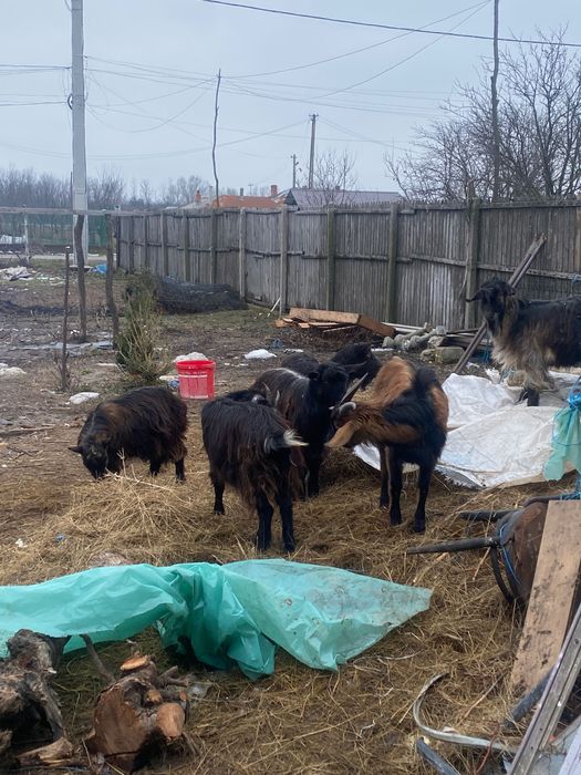 Vând capre la gramada