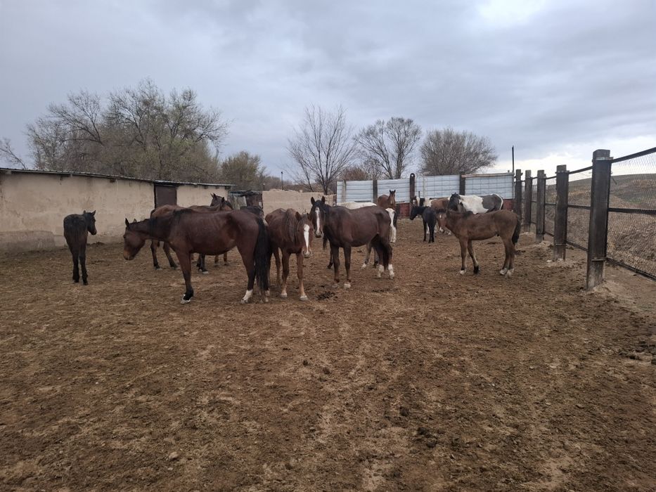 Лошади (кобылы, жеребята)