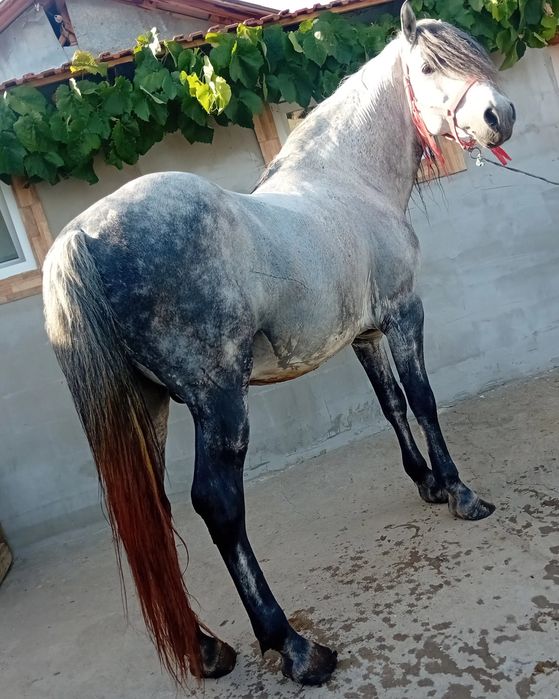 Vand cal cu căruța si ham