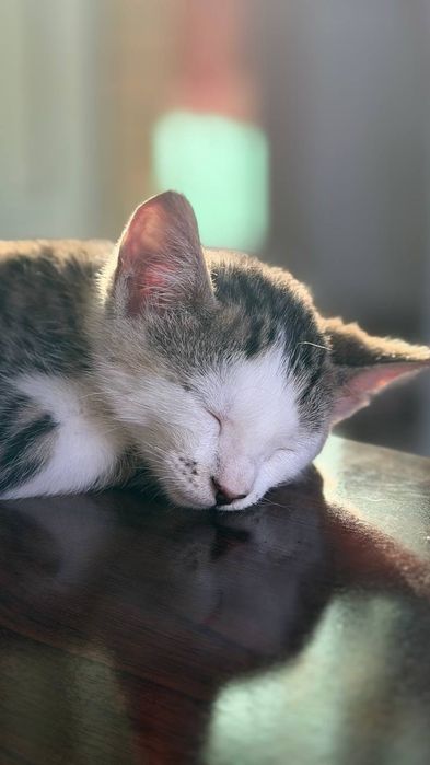 Котенок в добрые руки