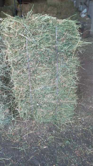 Baloti lucerna stupini