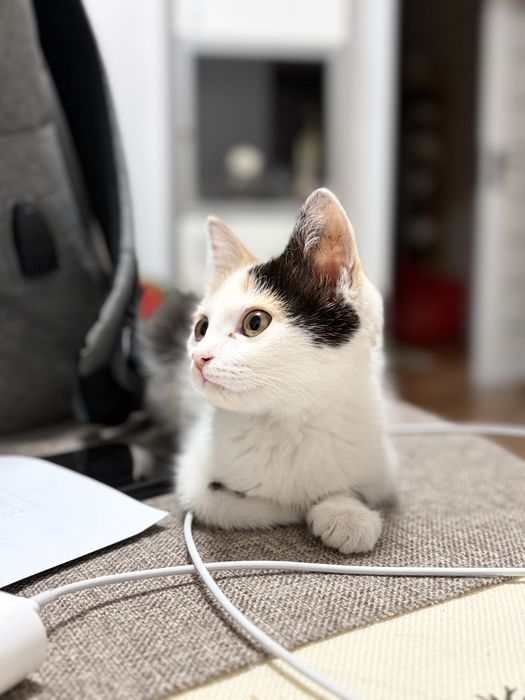 Отдам в хорошие руки котенка