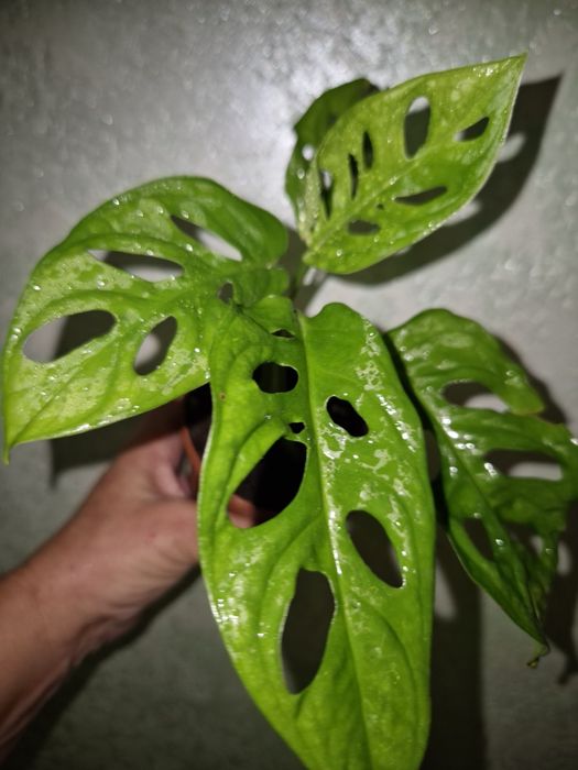 Домашние растения