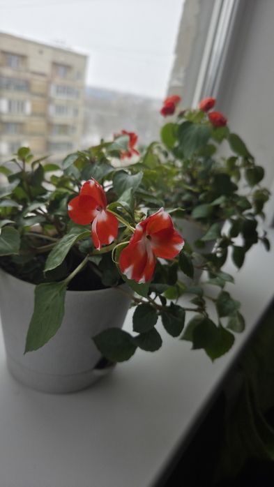 Домашний цветок бальзамин