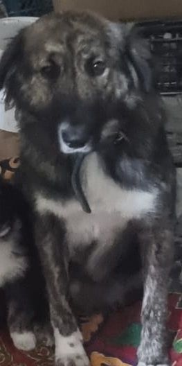 Отдаю в добрые руки собаку.