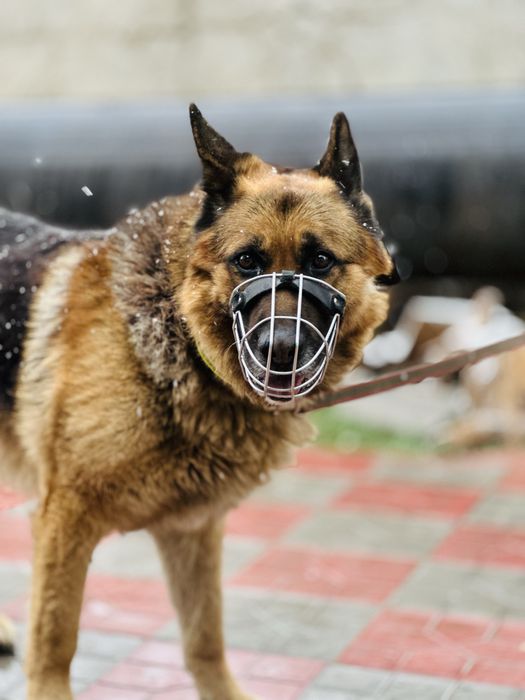 Рагнар! Ищет своих старых хозяев или новых