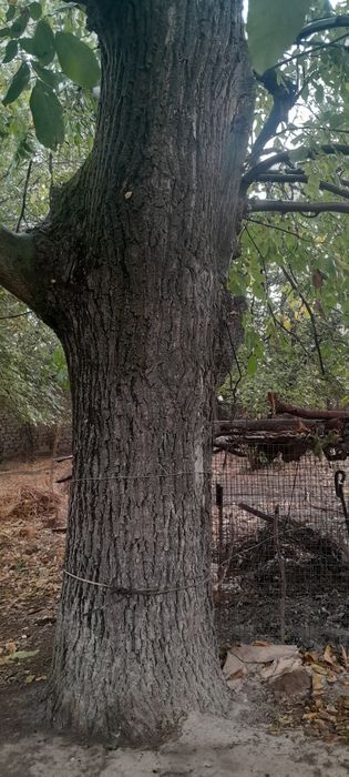 Yong‘oq daraxti sotiladi