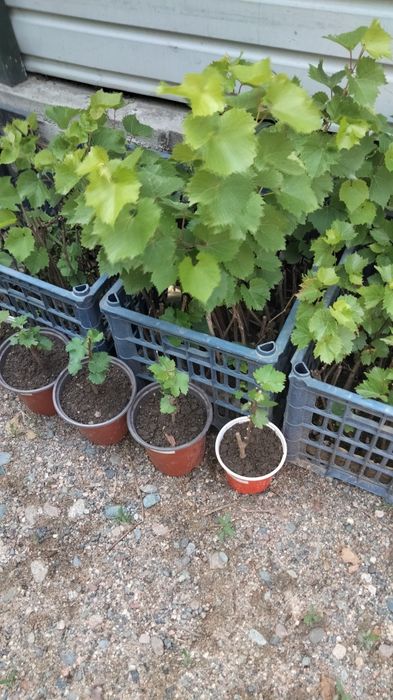 Продажа декоративных растений, саженцев  винограда