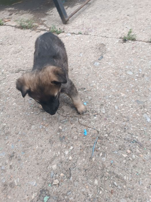 Щенок немецкой овчарки