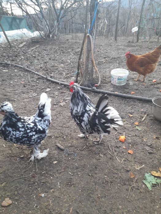 Cocos motat  și puica de anul acesta