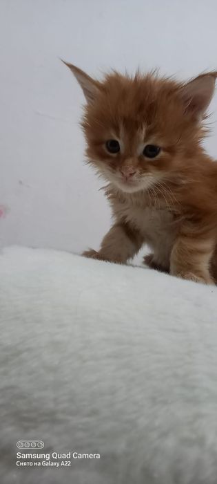 Продам котят мейн кун