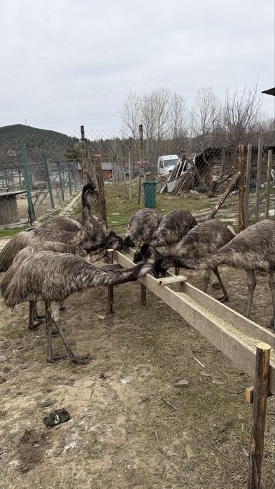 Голямо Ему Миналогодишни