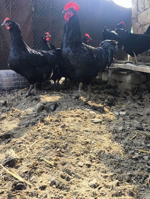 Qora shaxzoda tuxum lari bor zakaz olamiz