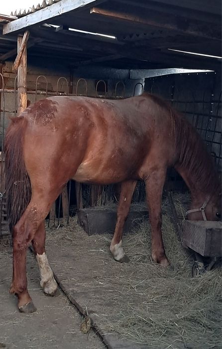 Продам лошадь 2 года будет в мае