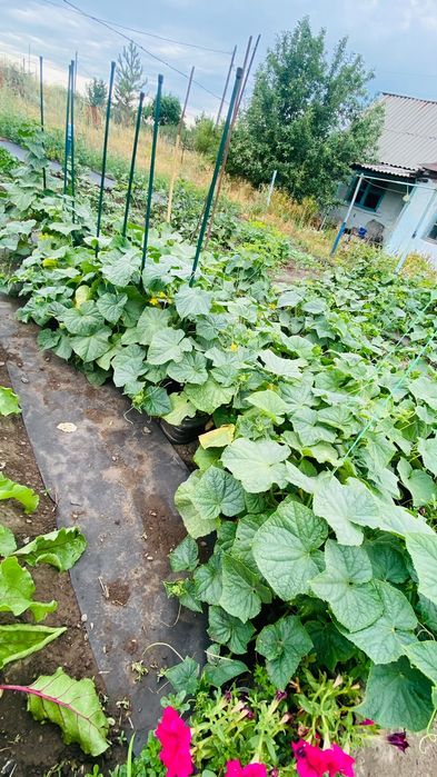 Продам дачу, р-н Ахмирово