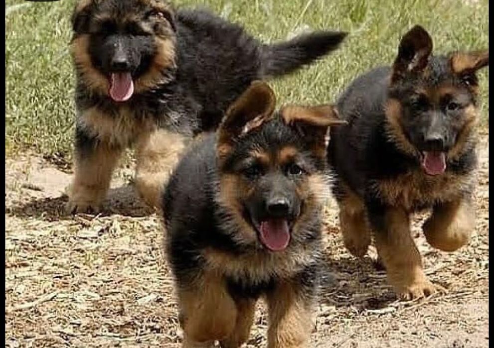 Продаю немецкий овчарок щенята