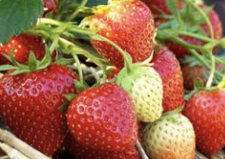 Продам саженцы клубники