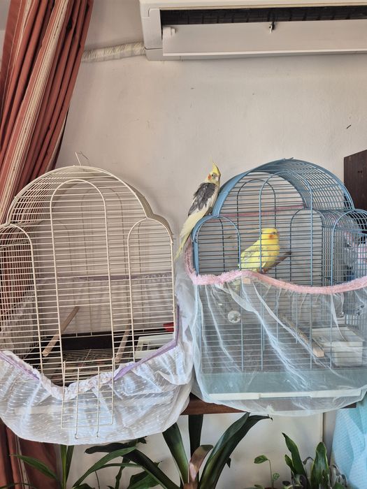 Папагали Корела с клетка.