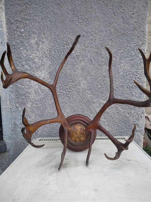 Продавам рога от елен