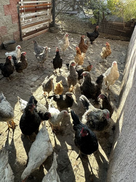 Куры домашнее животное